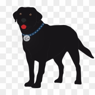 Big Boss, 3, Is Black Labrador Show Dog - Labrador Retriever Clipart