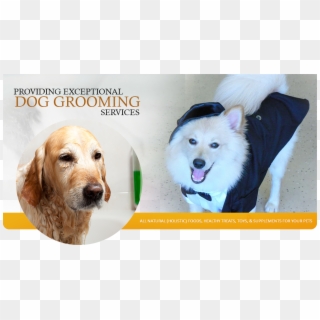 Welcome To Happy Dog Wash - Companion Dog Clipart