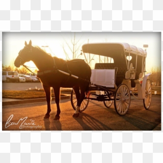Add Stately Elegance Or Good Old Fashioned Fun With - Old Fashioned Horse Drawn Carriage Clipart