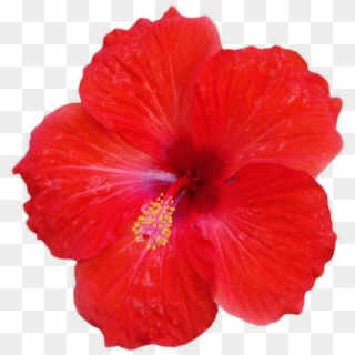 650 X 489 10 - Red Hibiscus Flower Png Clipart