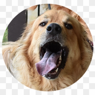 Happy Dog - Dog Yawns Clipart