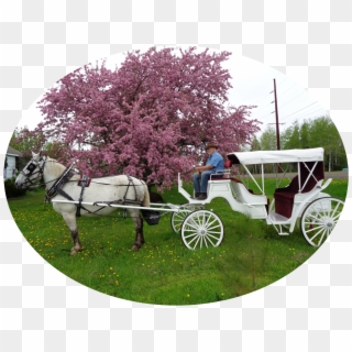 Carts Clipart Carriage Ride - Horse And Buggy - Png Download