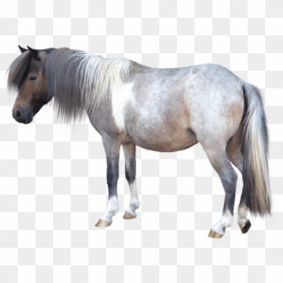 Animals - Horses - Small Horse Transparent Background Clipart