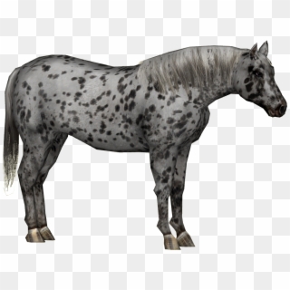 Appaloosa Horse Png - Stallion Clipart