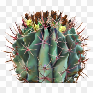Cactus Clipart Barrel Cactus - Cactus - Png Download