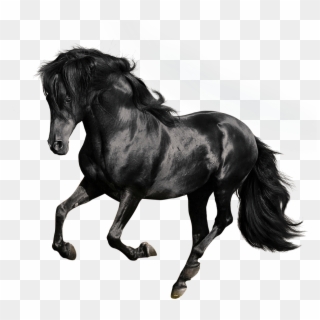 Andalusian American Quarter Arabian Gallop Stallion - Black Horse White Background Clipart