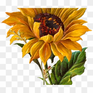 Sunflower Clipart Center - Botanical Sunflower - Png Download