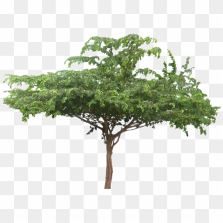 Wide Tree Cassias Tree Cut Out Cambodian Plants Pinterest - Muntingia Calabura Png Clipart