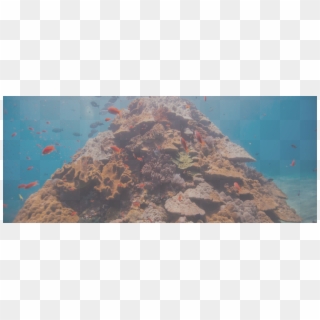 Reef7 - Underwater Clipart