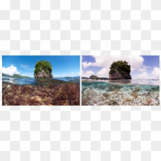 Major Coral Bleaching Crisis Spreads Worldwide - Could We Fix Climate Change Clipart