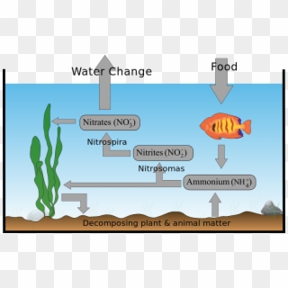 Coral Reef - Nitrogen Cycle In A Fish Tank Clipart