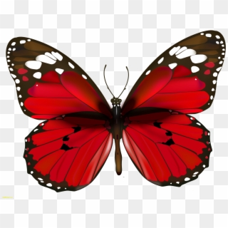 Free Png Download Butterfly Png Images Background Png - Red Butterfly Painting Clipart