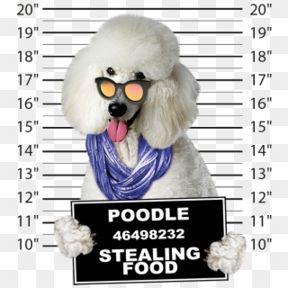Poodle Mugshot - Poster Clipart