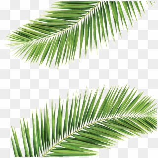 Palm Frond Transparent Background , Png Download Clipart