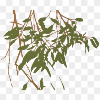 Eucalyptus Clipart Gum Tree - Gumtree Branch Png Transparent Png