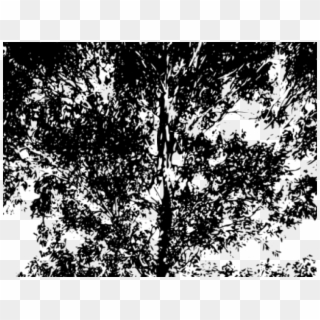 Eucalyptus Clipart Gum Tree - Australian Trees Png Silhouette Transparent Png