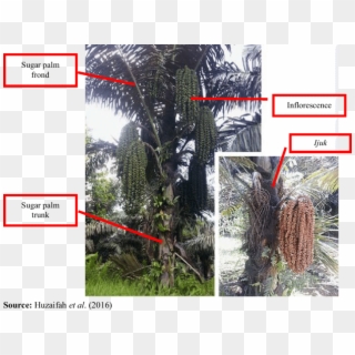 Sugar Palm Tree - Sugar Palm Trunk Clipart