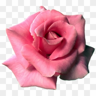 Flower, Rose, Pink, Bloom, Blossom, Nature, Plant - Garden Roses Clipart