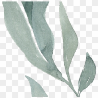 Eucalyptus Clipart Transparent - Magnolia - Png Download