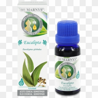 Eucalyptus Essential Oil - Aceite De Anis Estrellado Para Las Arrugas Clipart