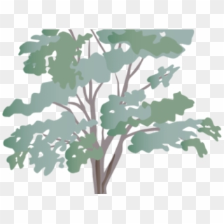 Eucalyptus Clipart Transparent - Nitrogen Fixing Trees - Png Download