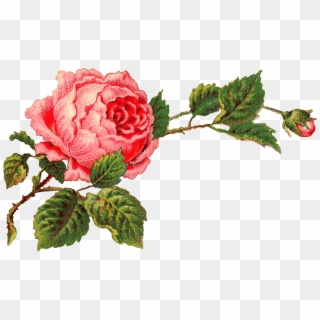 Victorian Vintage Roses On A Branch - Vintage Rose Clip Art - Png Download