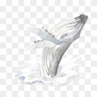 Rsz Whale - Sketch Clipart