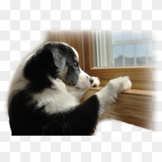 Out Of Town Pet Care - Separation Anxiety In Dogs Clipart