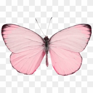 #butterfly #butterflywings #wings #pink #love #nature - Mint Color Butterfly Clipart