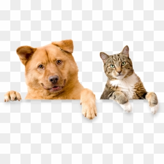 Domestic Cat And Dog Clipart