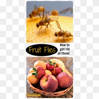 How To Get Rid Of Fruit Flies Naturally, Fruit Fly - Mexican Fruit Fly Clipart