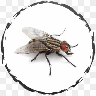 A Detailed Inspection Of The Property May Be Necessary - House Fly Clipart