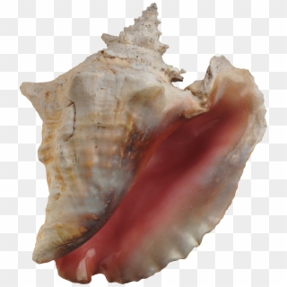 Conch Shell Clipart
