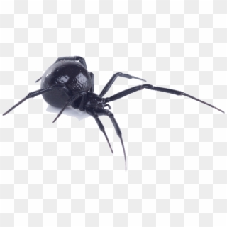Black Widow Spider Gis Clipart
