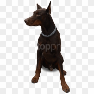 Free Png Dog Sitting Png Images Transparent - Sitting Dog Png Clipart