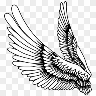 Bird Feather Drawing - ภาพ วาด ปีก การ์ตูน Clipart