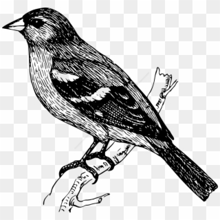 Free Png Bird On A Branch Drawing Png Image With Transparent - Finch Clipart Black And White