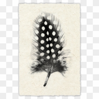 Spotted Black And White Feather Clipart