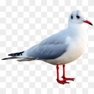 Seagull, Bird, Animal, Water Bird, Seevogel, Close - Mouette En Png Clipart