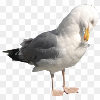Download Png Image Report - Seagull Pngs Clipart