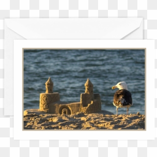 Seagull-1 - Picture Frame Clipart