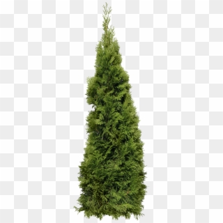 Green Big Fir-tree Png Image - Cypress Tree Transparent Background Clipart