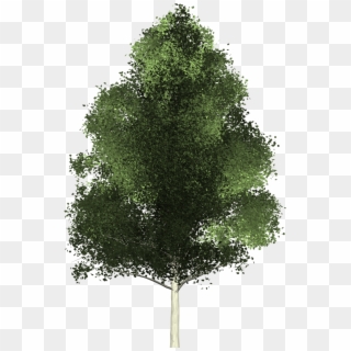 1080 X 1020 12 0 - Tree From Above Transparent Clipart