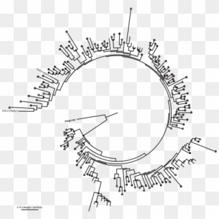 Phylogram For Family 3 [fefe] Hydrogenases Cloned From - Circle Clipart