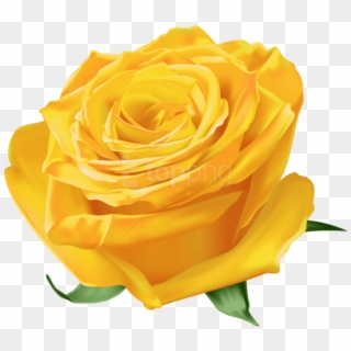 Free Png Download Yellow Rose Png Images Background - Transparent Rose Clipart