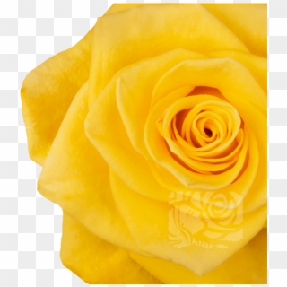 Yellow Roses - Garden Roses Clipart