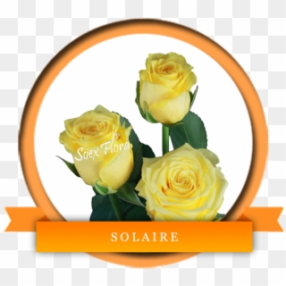 Yellows - Solaire Roses Clipart