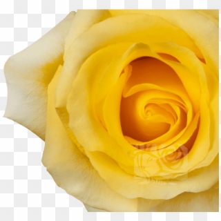 Yellow Roses - Floribunda Clipart