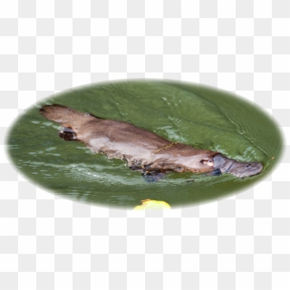 The Australian Platypus Park Is Home To A Large And Clipart