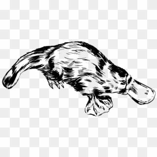 Platypus Png Clipart
